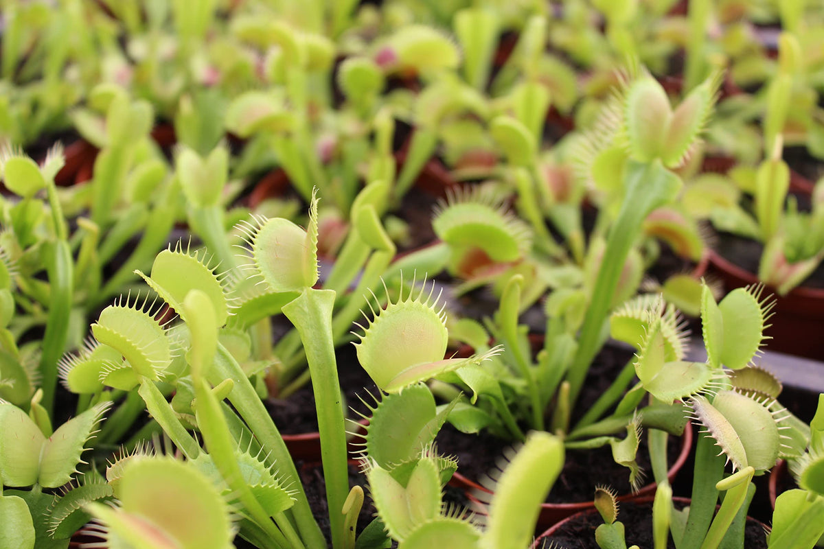 Plants for Pets Venus Fly Trap spring bloom enhances desk display