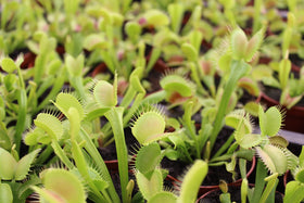 Plants for Pets Venus Fly Trap spring bloom enhances desk display
