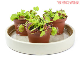 Plants for Pets Venus Fly Trap terrarium idea with live carnivorous plant
