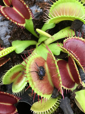 Plants for Pets Venus Fly Trap weekly watering with distilled or rainwater