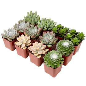 Plants for Pets wedding centerpiece succulents: stylish decor that travels well.