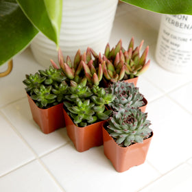 Plants for Pets wedding centerpiece succulents provide elegant, low-water event decor.