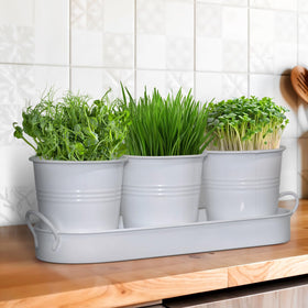 Plexon Basil Mint-Ready Set; harvest fresh aromas directly from your kitchen.