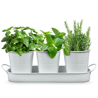Plexon Herb Planter Set 3 Tray for organized windowsill herbs; compact and accessible.