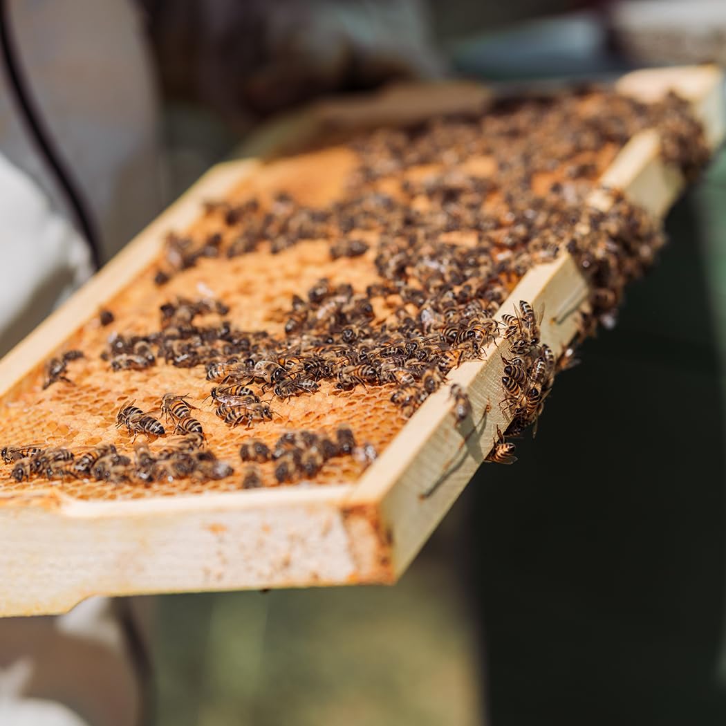 POLLIBEE beeswax-coated foundation sheets help smooth installation in medium hives.