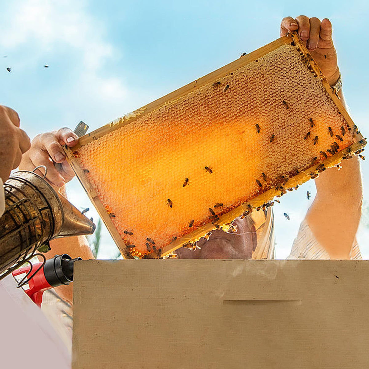 POLLIBEE Langstroth-compatible frames for easy hive integration.