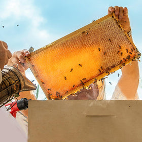 POLLIBEE Langstroth-compatible frames for easy hive integration.