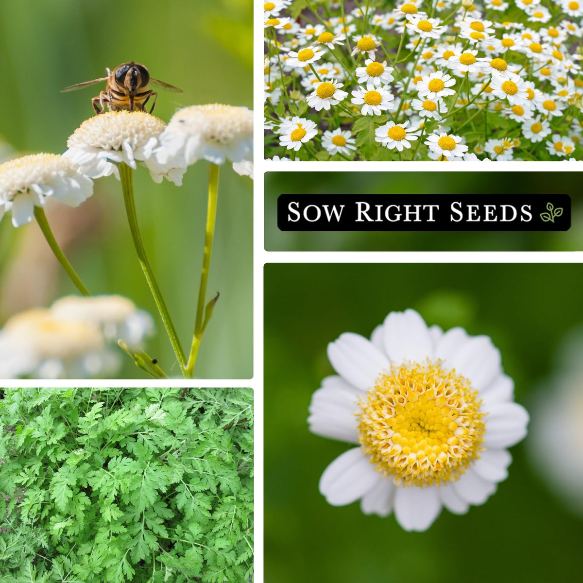 Pollinators enjoy feverfew blooms in a sunny garden scene