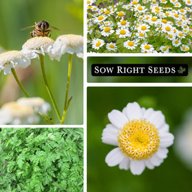Pollinators enjoy feverfew blooms in a sunny garden scene