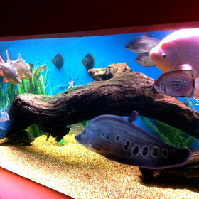Pond Shield cures within 24 hours for quick project completion.