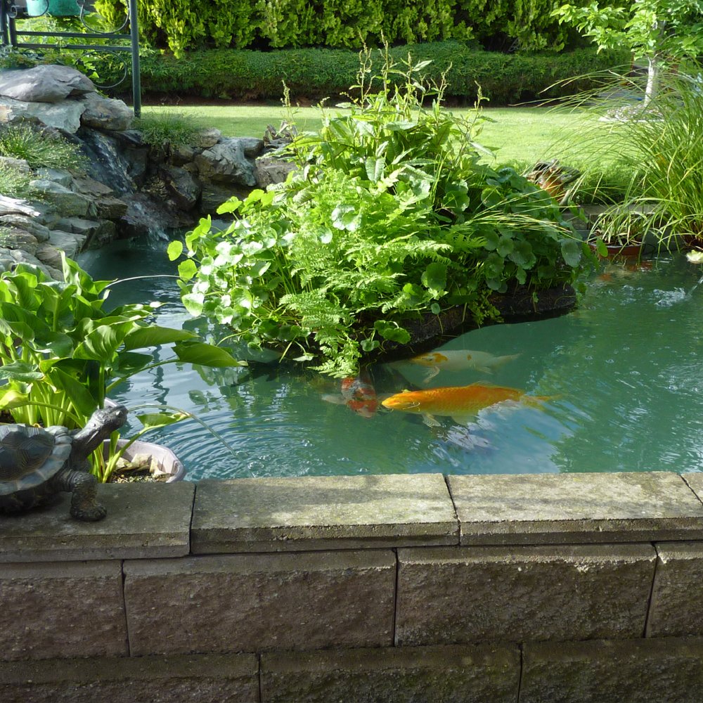 Pond Shield provides algae resistance and easy cleaning for koi ponds.