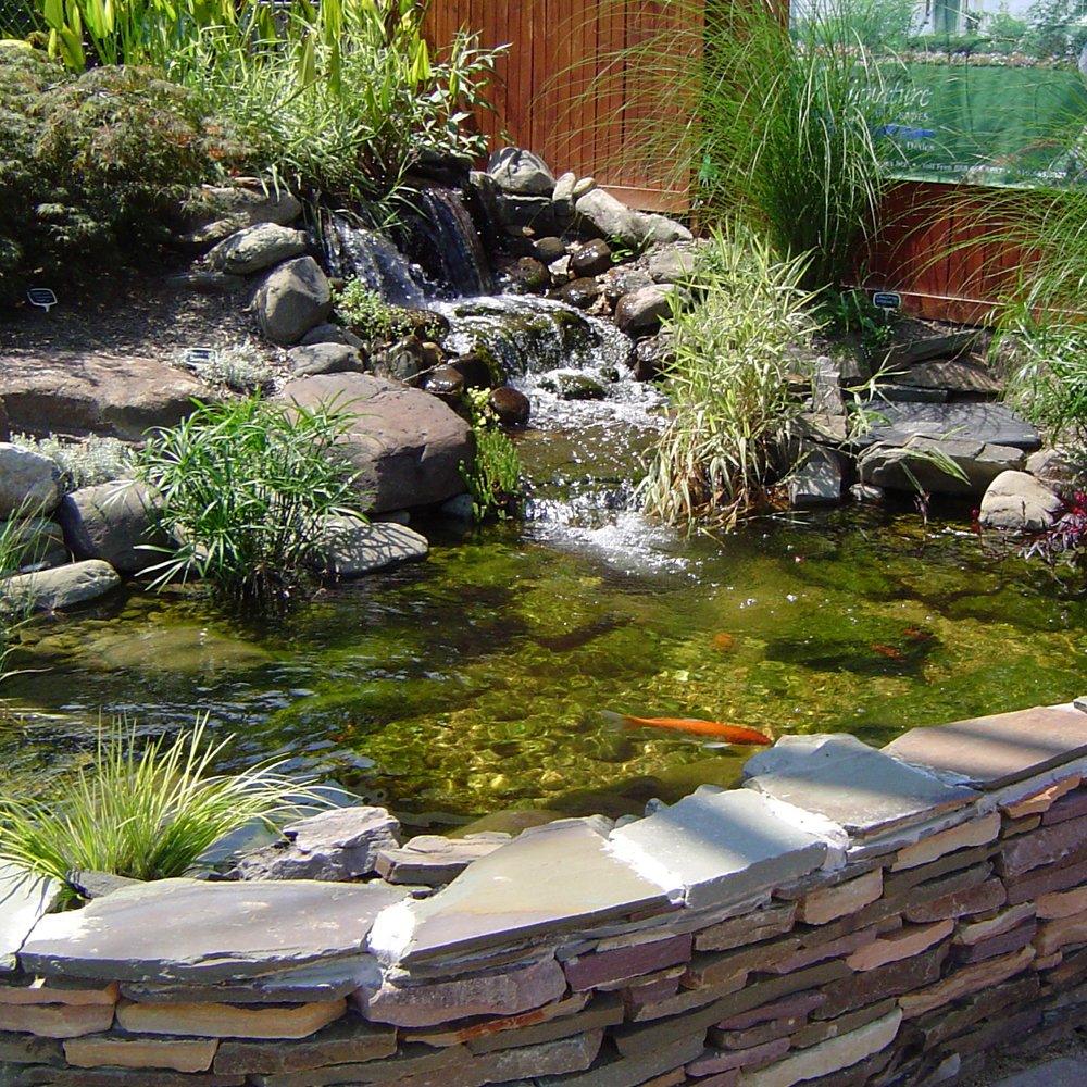 Pond Shield underwater use demonstrating fish-safe coating with koi nearby.