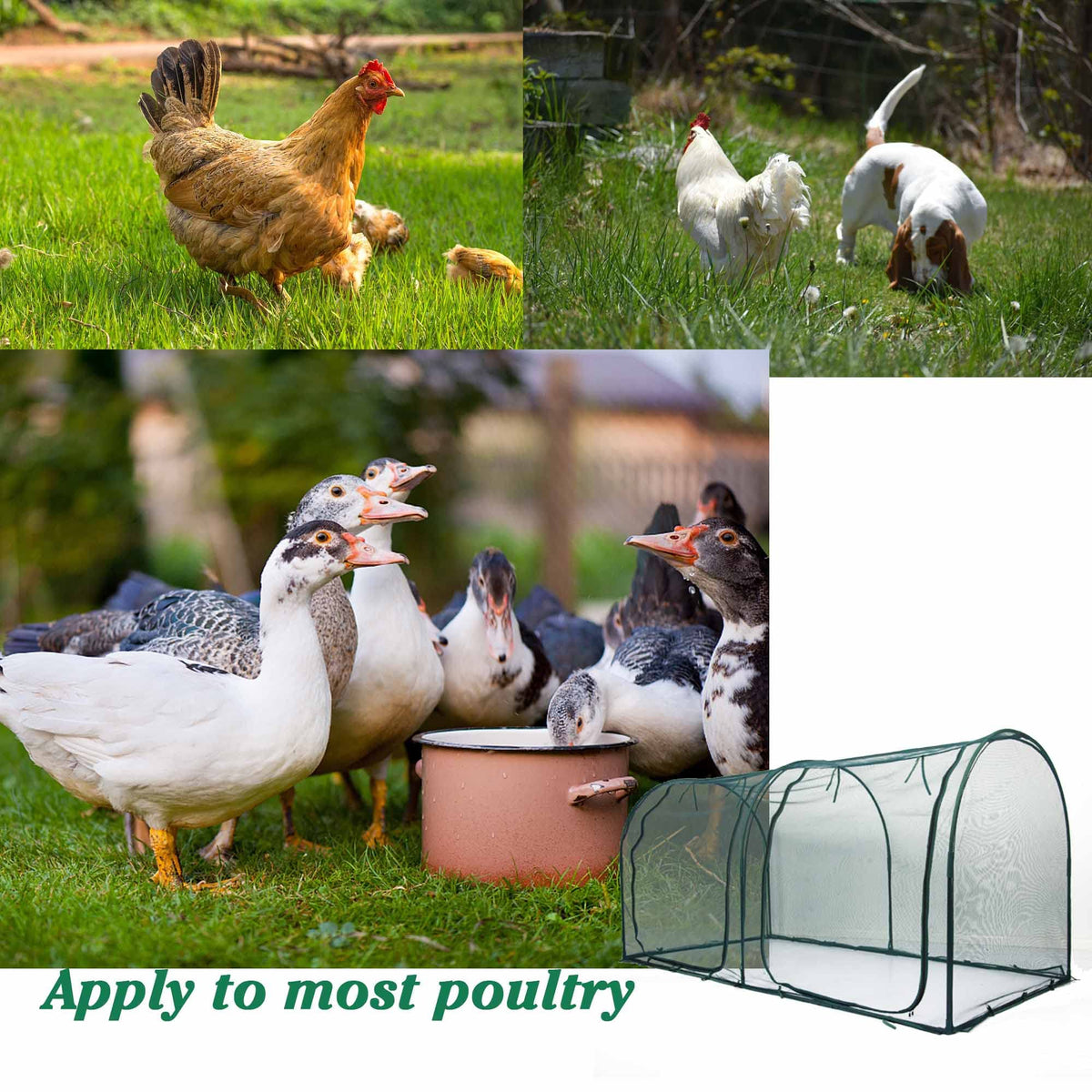 Porayhut walk-in coop features double-zipper doors for smoother entry.