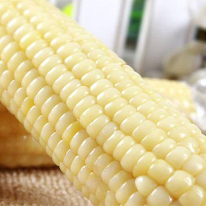Portal Cool 50 sweet white sticky corn seed for home gardening and fresh harvest.