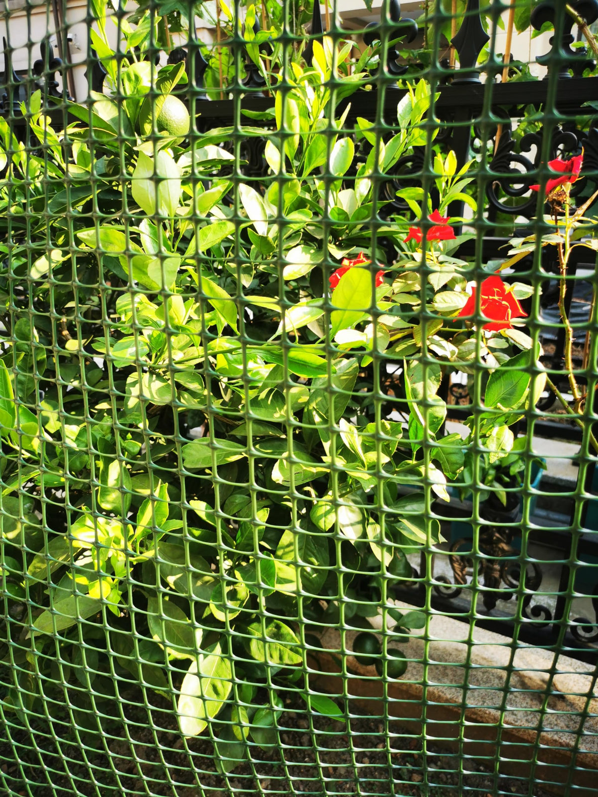 PotatoLife animal barrier deters deer and small wildlife from garden areas.