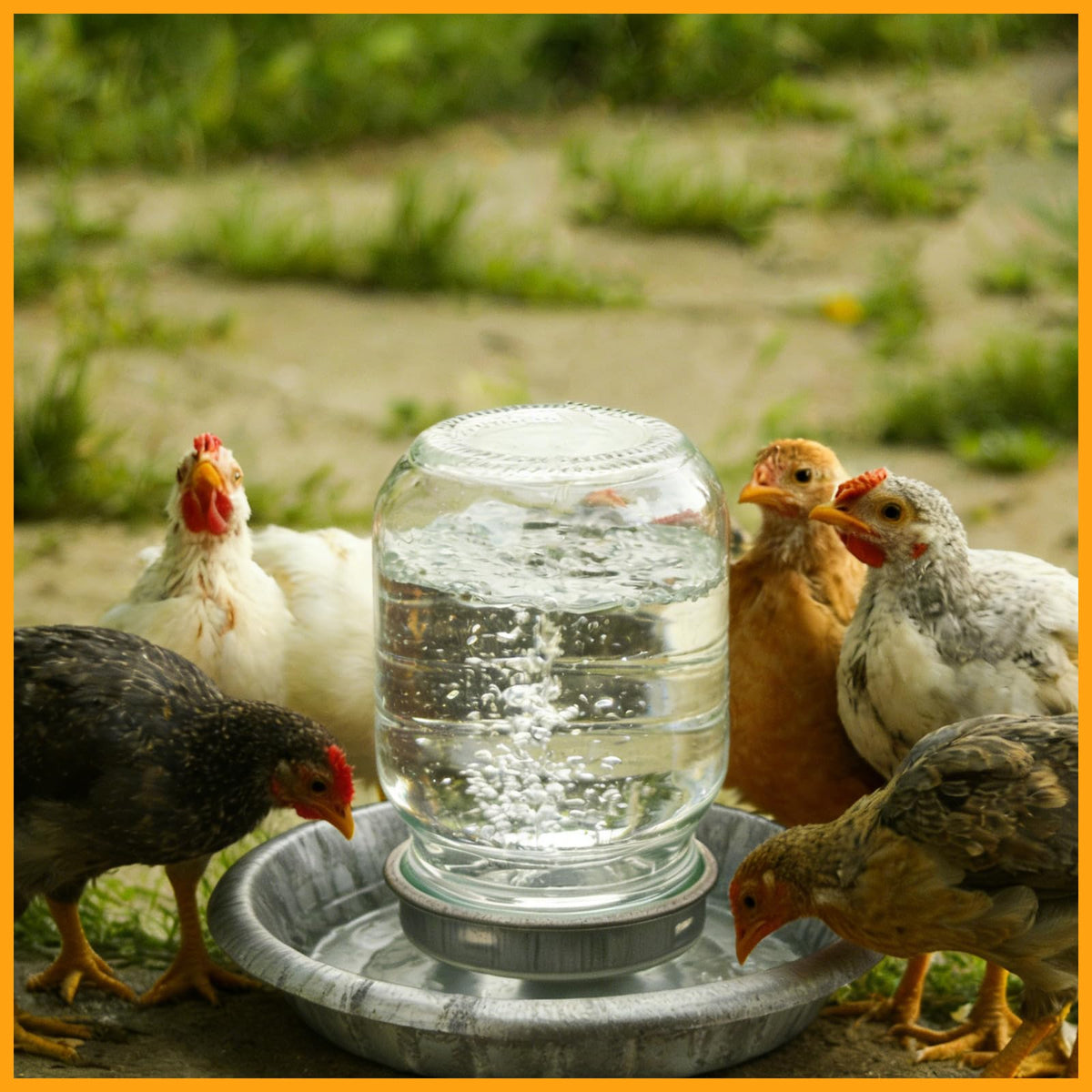 Potchen versatile design suits home, farm, classroom chick care.