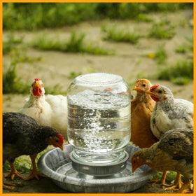 Potchen versatile design suits home, farm, classroom chick care.