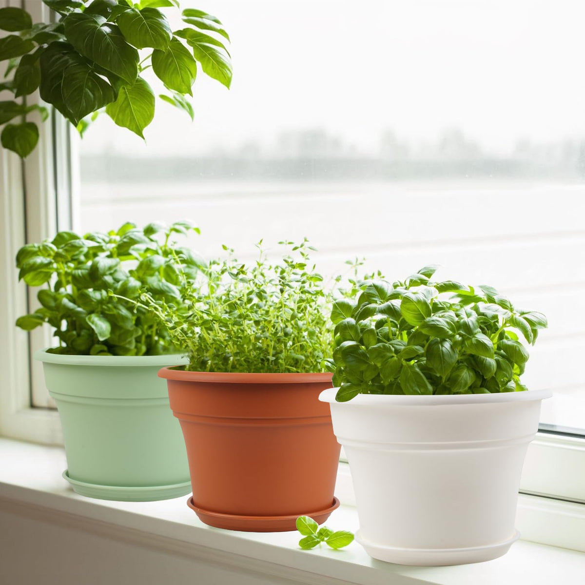 Pottiffe drainage holes and saucer set prevent overwatering for healthy plants.