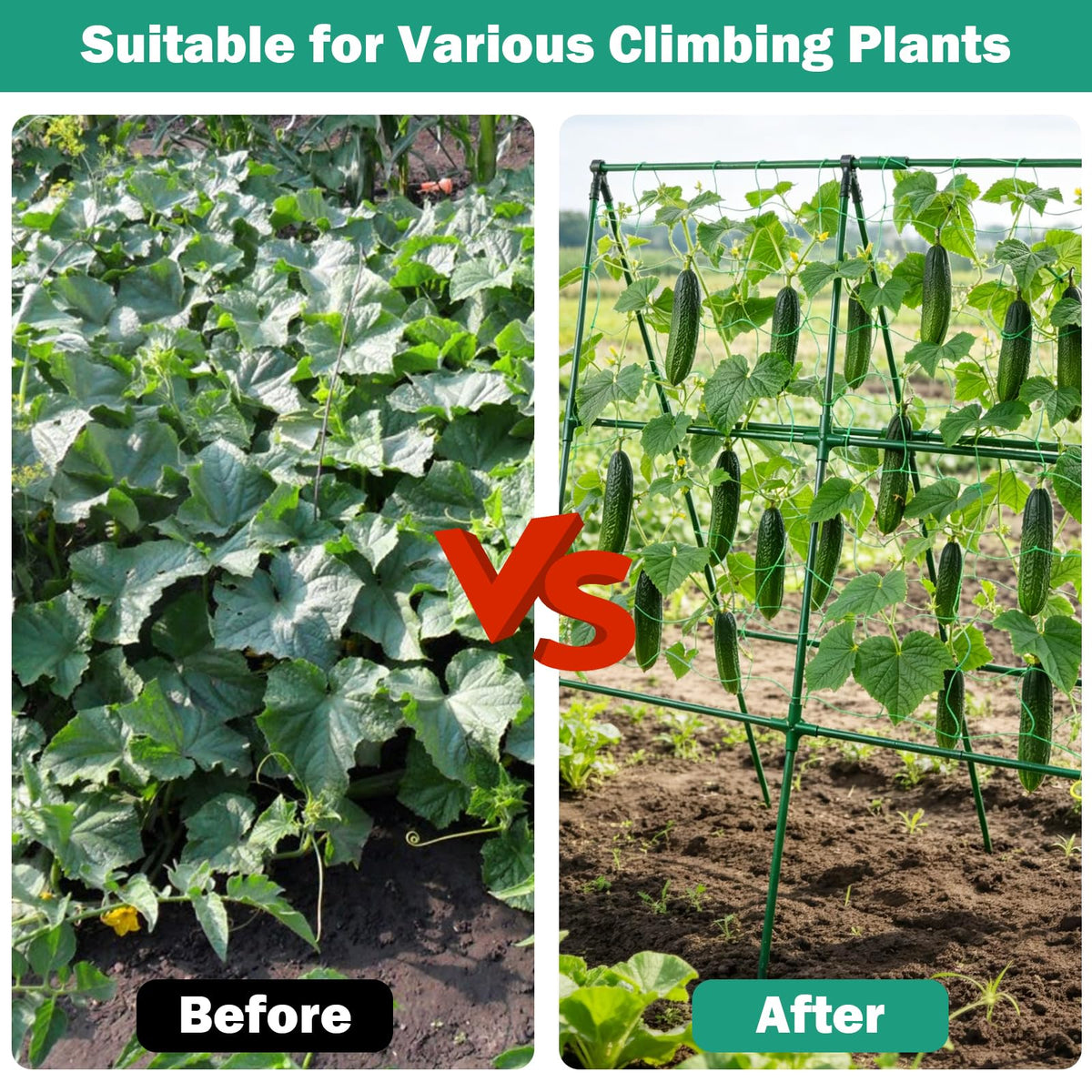 Prashent a-frame garden trellis promotes even spread and improved airflow.