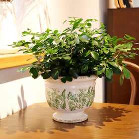 Pricetail gift-ready decorative pot packaged in a stylish box