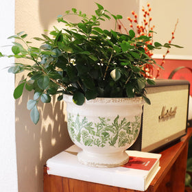 Pricetail six-point-eight-one-inch diameter planter fits small plants