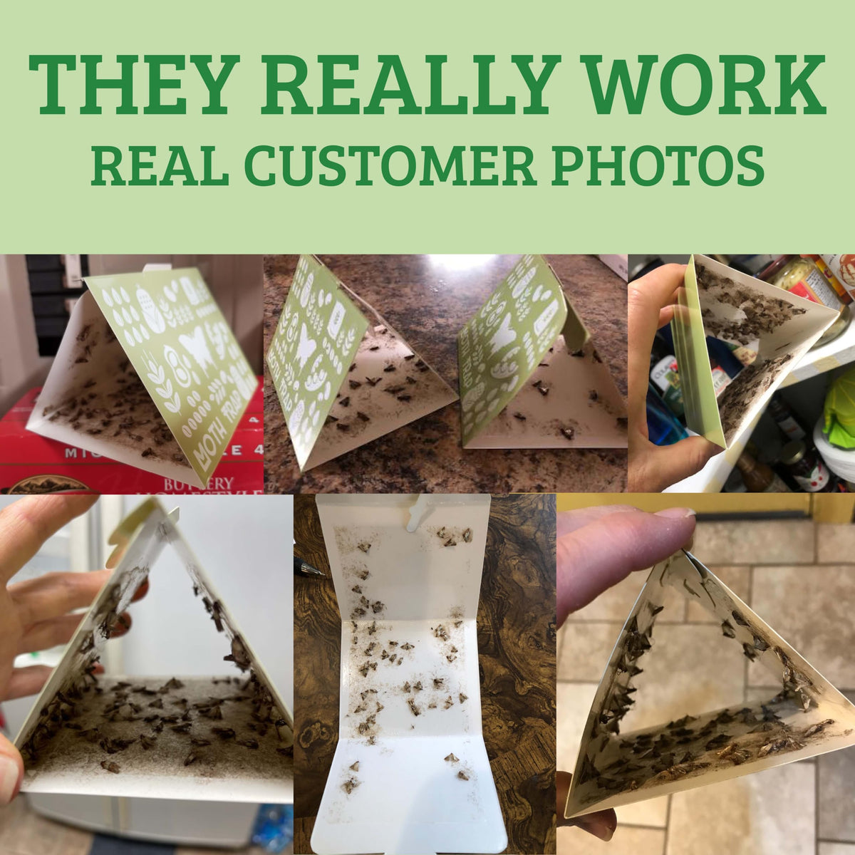 Close-up shows the pheromone pad that attracts pantry moths.