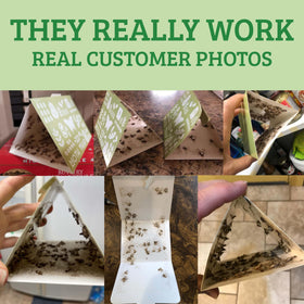 Close-up shows the pheromone pad that attracts pantry moths.