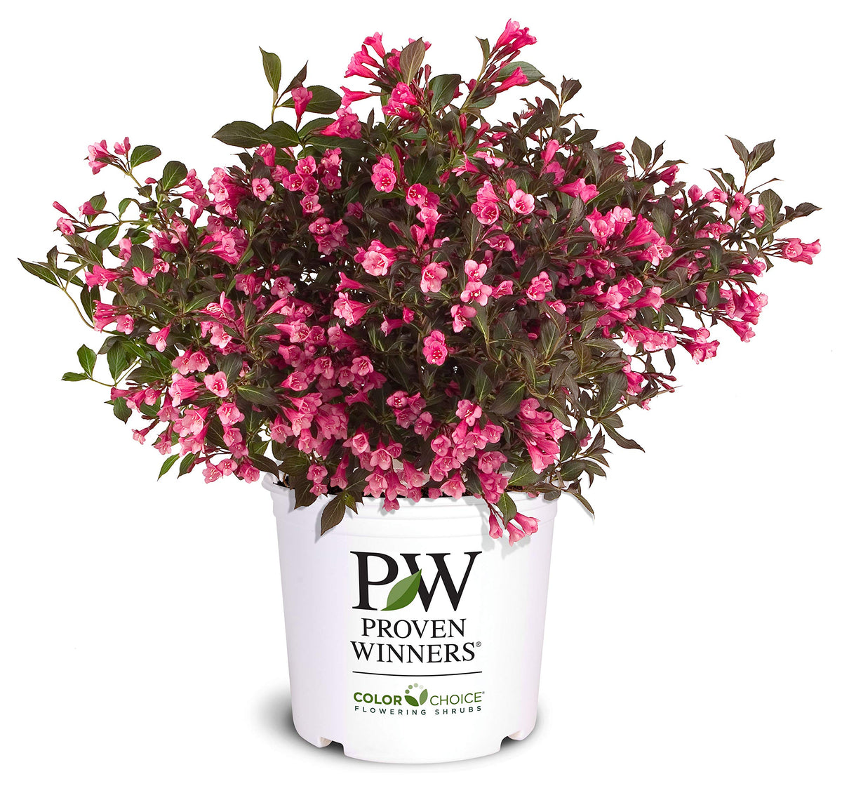 Proven Winners Wine & Roses Weigela blooms brighten borders with rosy-pink color.