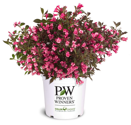 Proven Winners Wine & Roses Weigela blooms brighten borders with rosy-pink color.