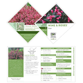 Proven Winners Wine & Roses Weigela foliage contrasts with dark, glossy leaves.