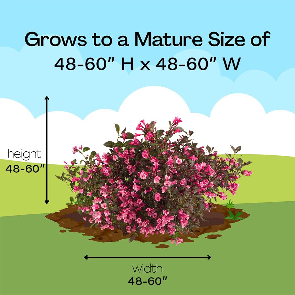 Proven Winners Wine & Roses Weigela thrives in sunny borders, delivering long-lasting color.