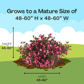 Proven Winners Wine & Roses Weigela thrives in sunny borders, delivering long-lasting color.