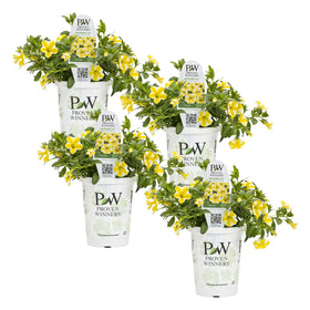 Proven Winners Lemon Slice calibrachoa blooms bright yellow with purple eye for borders.