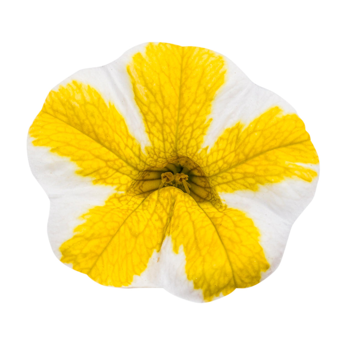 Proven Winners Lemon Slice calibrachoa brightens a patio display in full sun.