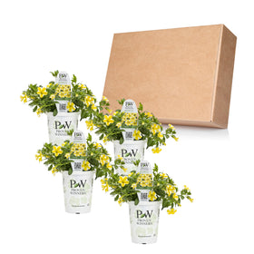 Proven Winners Calibrachoa Lemon Slice requires full sun and light fertilizer at planting.