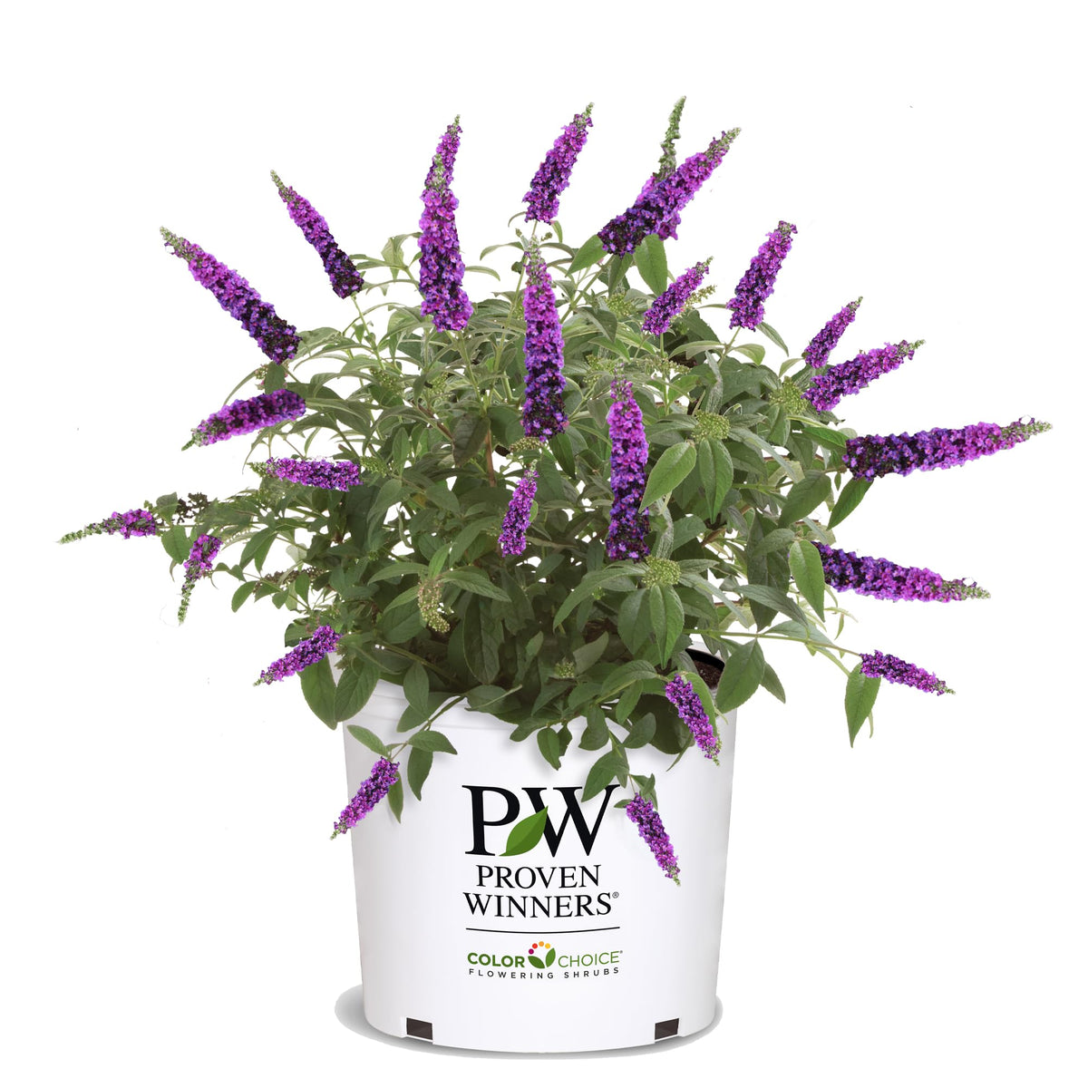 Proven Winners Miss Violet Buddleia bloom draws butterflies with vibrant purple petals