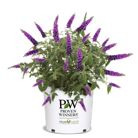 Proven Winners Miss Violet Buddleia bloom draws butterflies with vibrant purple petals