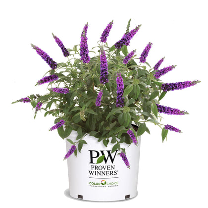 Proven Winners Miss Violet Buddleia bloom draws butterflies with vibrant purple petals