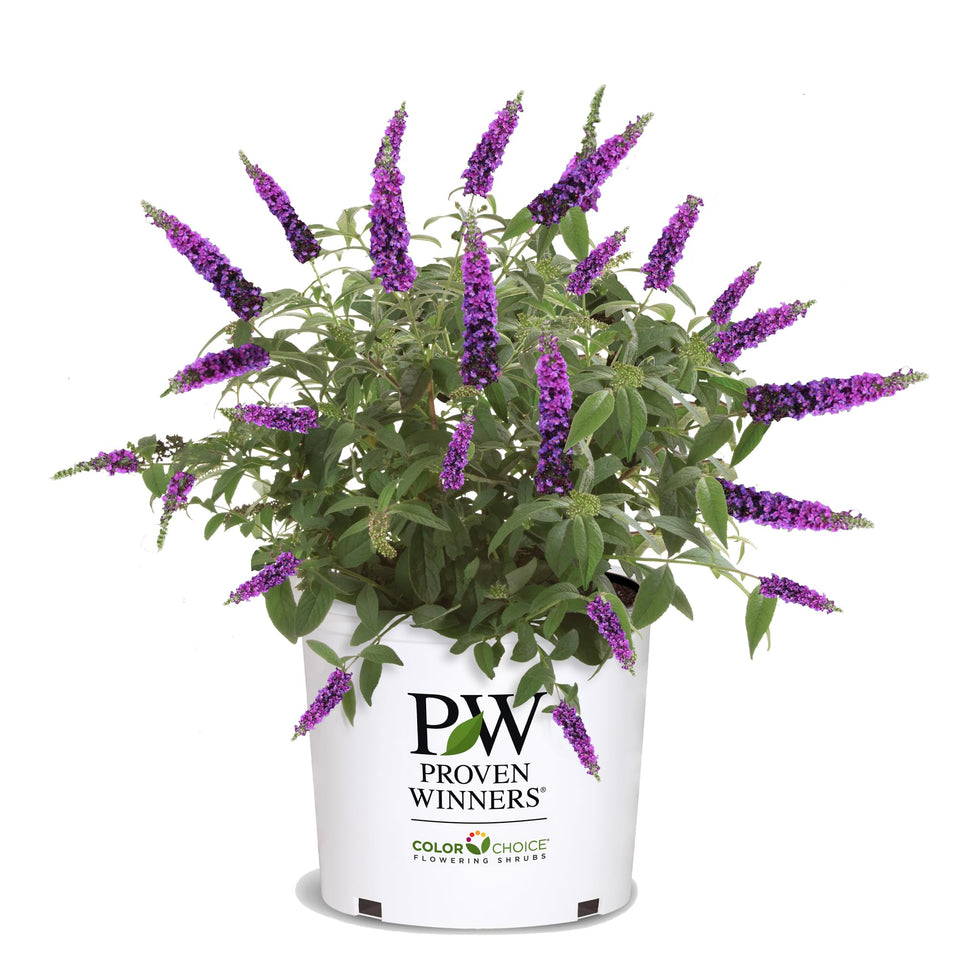 Proven Winners Miss Violet Buddleia bloom draws butterflies with vibrant purple petals