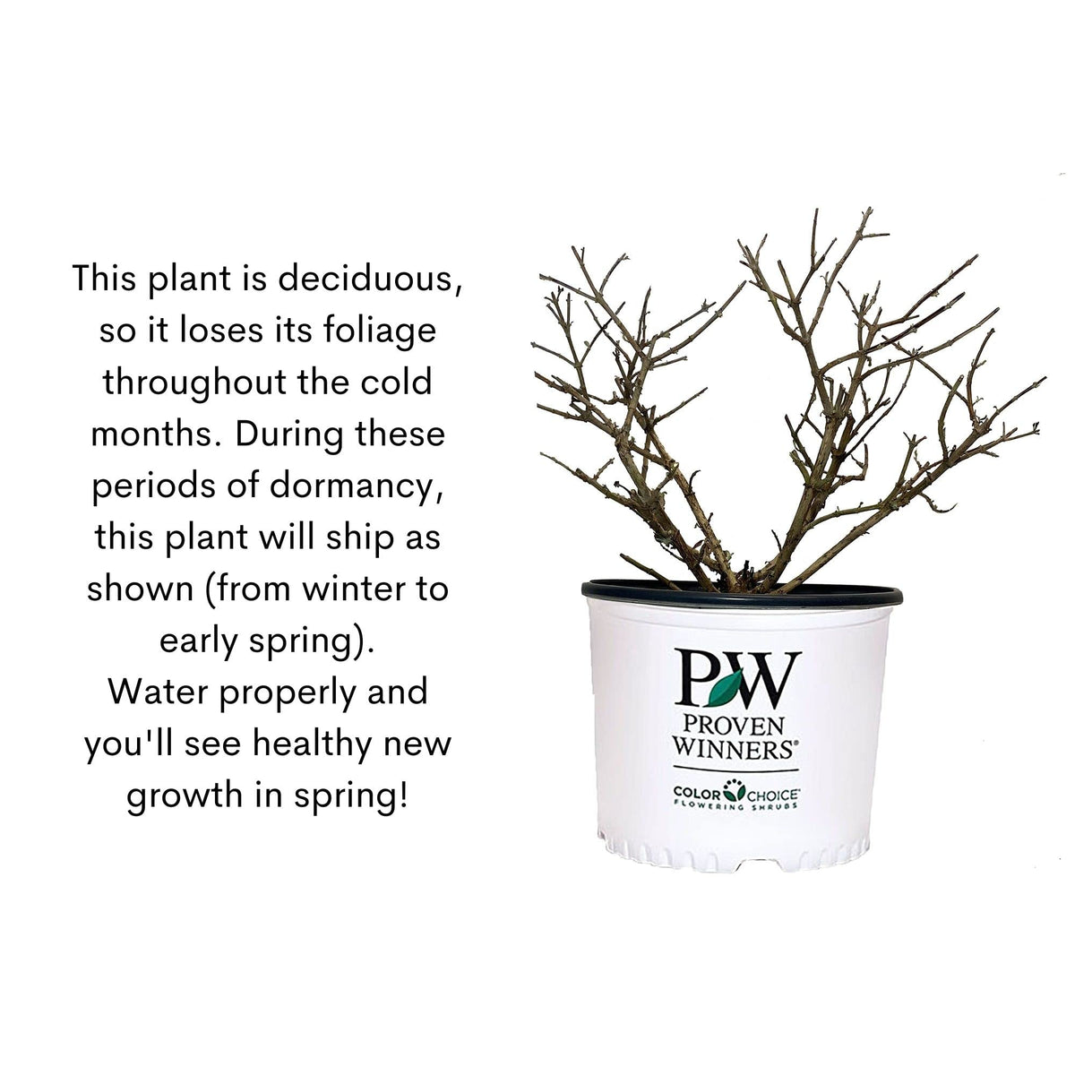 Proven Winners Miss Violet Buddleia detailed purple blossoms