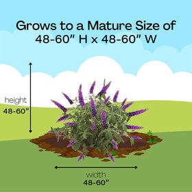 Miss Violet Buddleia winter dormancy transitioning to spring growth