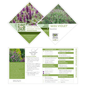 Proven Winners Miss Violet Buddleia foliage with dark purple flowers in sun