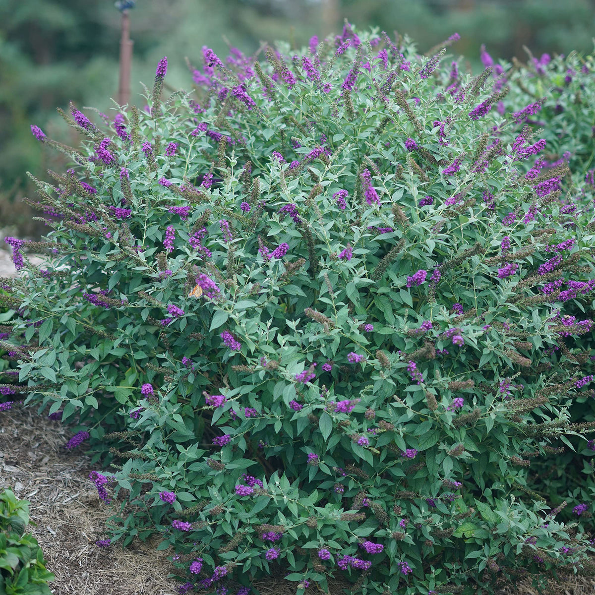 Miss Violet Buddleia shrub close-up shows dense purple blossoms and glossy leaves