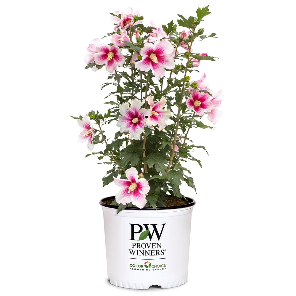 Proven Winners Paraplu Pink Ink hibiscus bloom close-up; ideal border accent