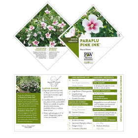 Paraplu Pink Ink hibiscus shrub in full sun showing lush foliage