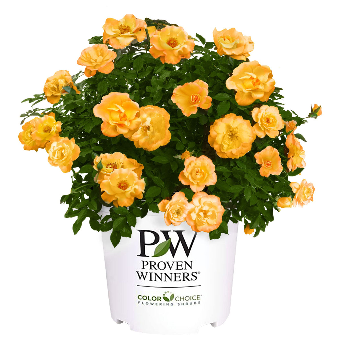 Proven Winners Suñorita Rose Shrub bloom close-up showing orange petals in bowl shape for border color