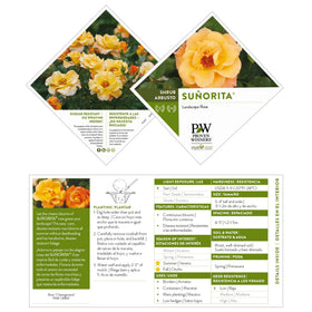 Proven Winners Suñorita Rose Shrub buds promising spring color in garden bed