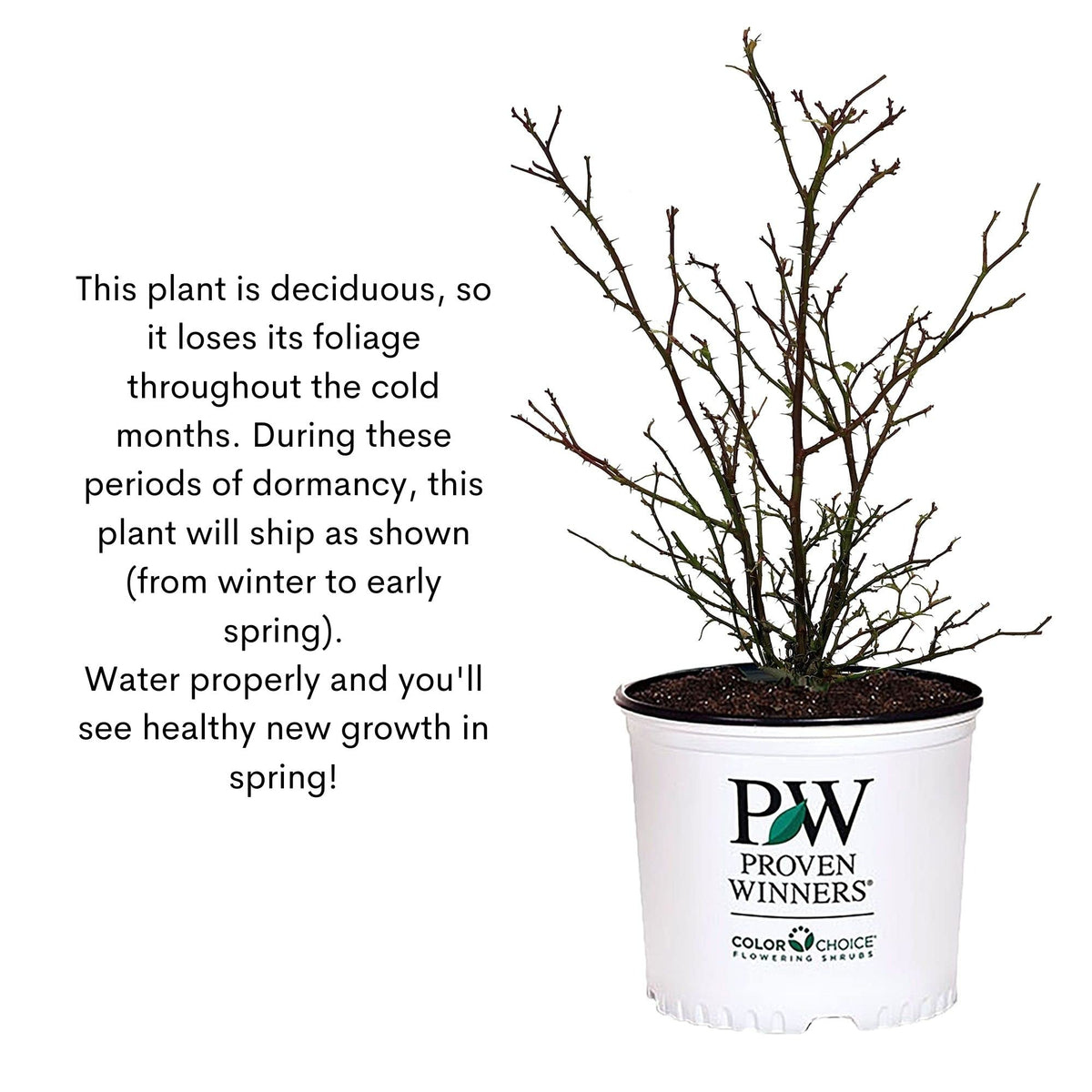 Proven Winners Suñorita Rose Shrub in a container showcasing patio color
