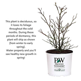 Proven Winners Suñorita Rose Shrub in a container showcasing patio color