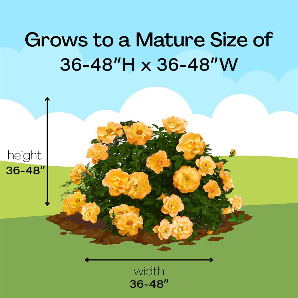 Proven Winners Suñorita Rose Shrub hardy, low-maintenance rose shrub
